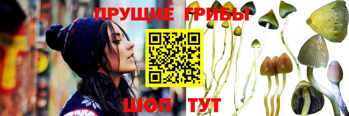 Саров  Галлюциногенные грибы прущие грибы  Псилоцибиновые грибы Psilocybe  Вход с VPN 
